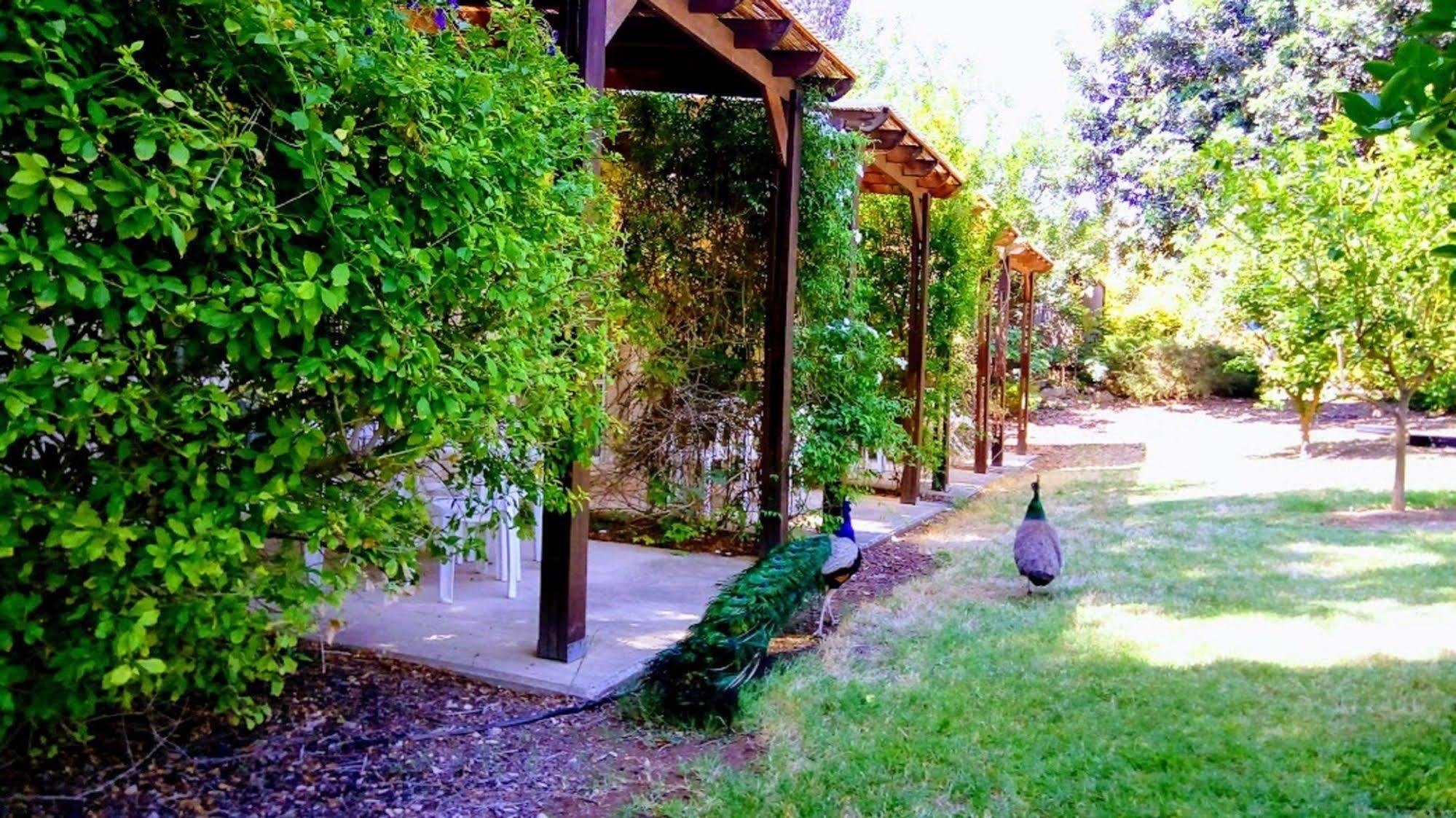 Kibbutz Tiratzvi - Country Lodging Tirat Ẕevi Kültér fotó